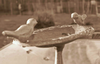 Blog Photo Birds Image